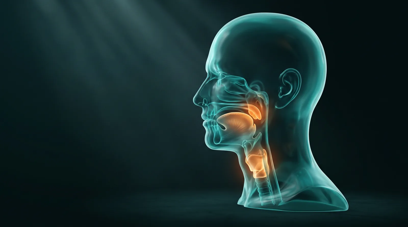 Ilustración 3D de cabeza y cuello en vidrio turquesa con la base de la lengua, la garganta y la laringe resaltadas en ámbar